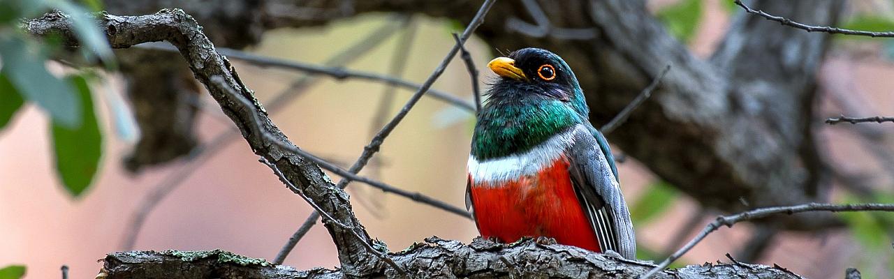 Elegant Trogon, Monarch Migration, Monarch Migration Tour, Mexico Butterfly Tour, Mexico Nature Tour, Mexico Birding Tour, Michoacan, Naturalist Journeys