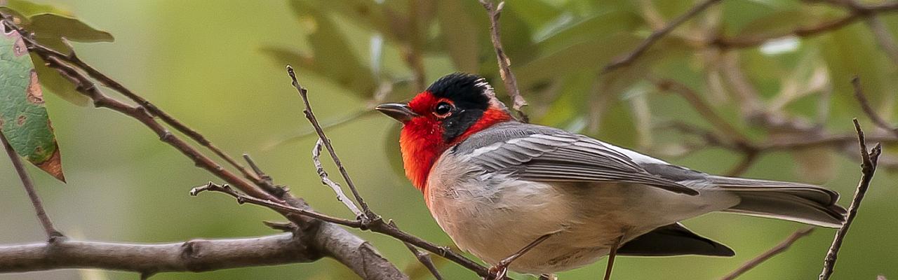 Red-faced Warbler, Monarch Migration, Monarch Migration Tour, Mexico Butterfly Tour, Mexico Nature Tour, Mexico Birding Tour, Michoacan, Naturalist Journeys