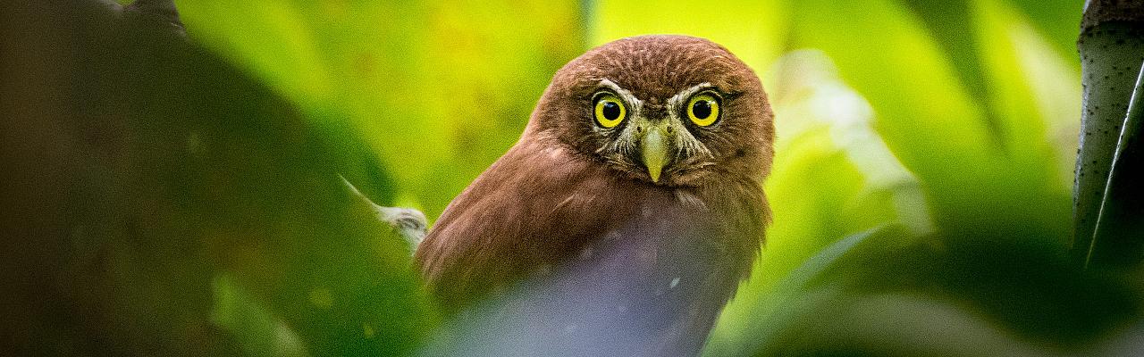 Ferruginous Pygmy-Owl, Monarch Migration, Monarch Migration Tour, Mexico Butterfly Tour, Mexico Nature Tour, Mexico Birding Tour, Michoacan, Naturalist Journeys