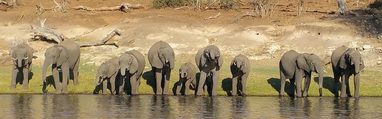 Elephant Lineup, South Africa, South Africa Safari, South Africa Nature Tour, South Africa Wildlife Tour, South Africa Wildflower Tour, Naturalist Journeys