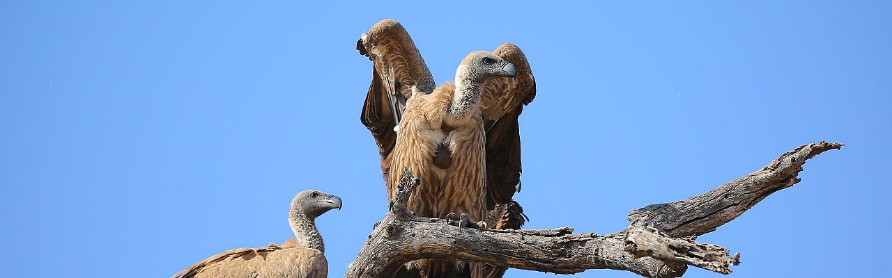 Vulture, Birding South Africa, Bird watching South Africa, Cape Town, African birds, African Safari, Naturalist Journeys, Wildlife Tour, Wildlife Photography, Ecotourism, Specialty Birds, Endemic Birds, Birding Hotspot 