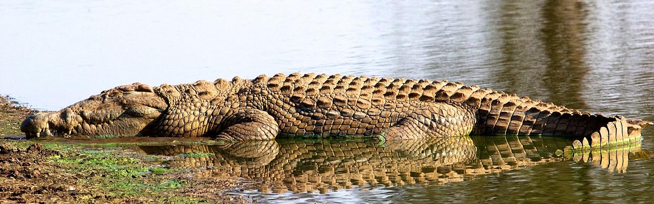 Crocodile, Birding South Africa, Bird watching South Africa, Cape Town, African birds, African Safari, Naturalist Journeys, Wildlife Tour, Wildlife Photography, Ecotourism, Specialty Birds, Endemic Birds, Birding Hotspot 