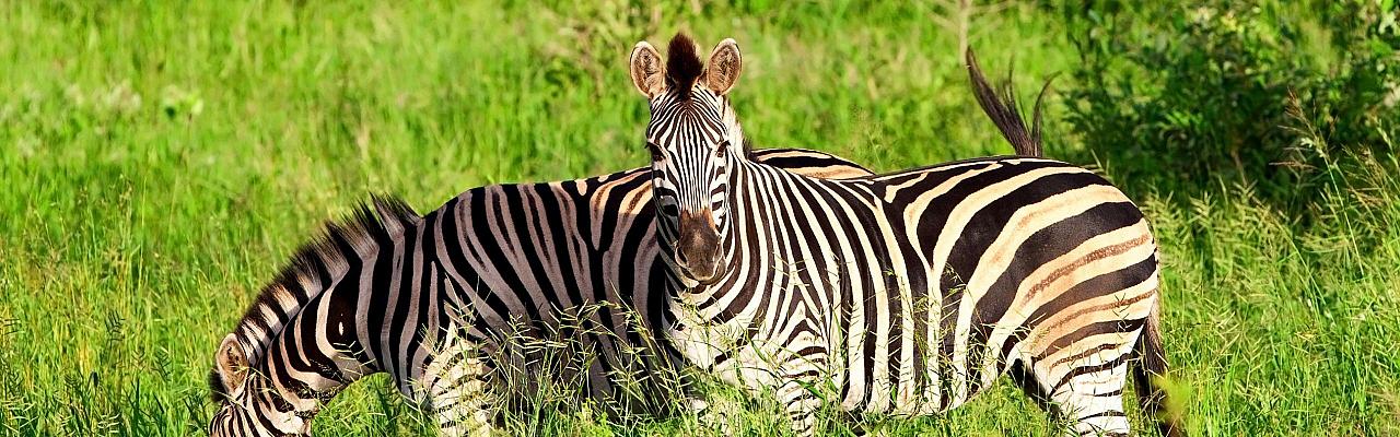 Zebra, Birding South Africa, Bird watching South Africa, Cape Town, African birds, African Safari, Naturalist Journeys, Wildlife Tour, Wildlife Photography, Ecotourism, Specialty Birds, Endemic Birds, Birding Hotspot 