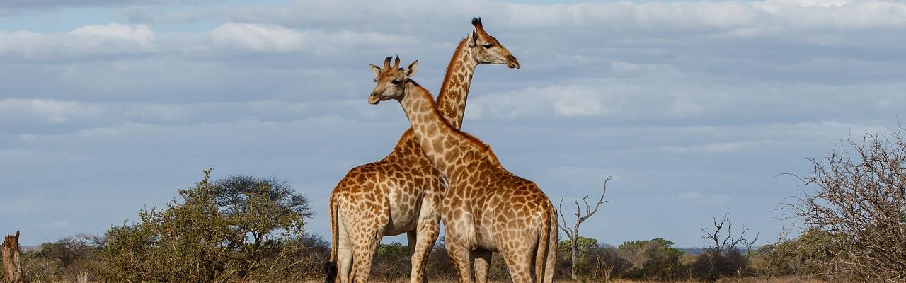 Giraffes, Birding South Africa, Bird watching South Africa, Cape Town, African birds, African Safari, Naturalist Journeys, Wildlife Tour, Wildlife Photography, Ecotourism, Specialty Birds, Endemic Birds, Birding Hotspot 