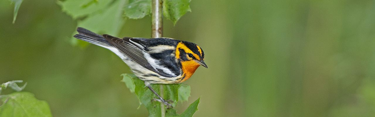Blackburnian Warbler, Ohio, Magee Marsh, Maumee Bay, Spring Migration Tour, Bird Migration Tour, Naturalist Journeys