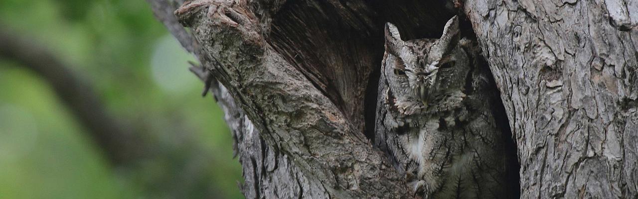 Eastern Screech-Owl, Birding Ohio, Ohio Biggest Week in Birding, Spring Migration, Bird watching Ohio, North America, Naturalist Journeys, Wildlife Tour, Wildlife Photography, Ecotourism, Specialty Birds, Birding Hotspot, Lake Erie