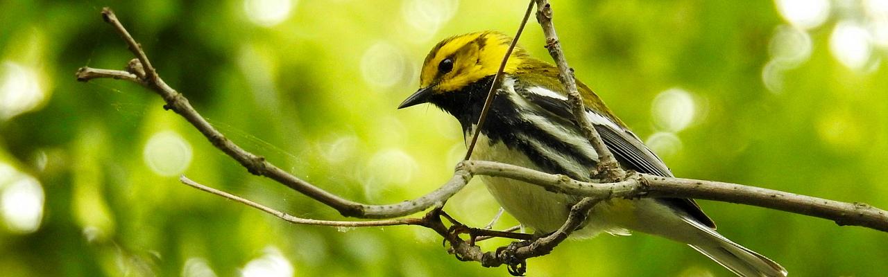 Black-thoated Green Warbler, Ohio, Magee Marsh, Maumee Bay, Spring Migration Tour, Bird Migration Tour, Naturalist Journeys