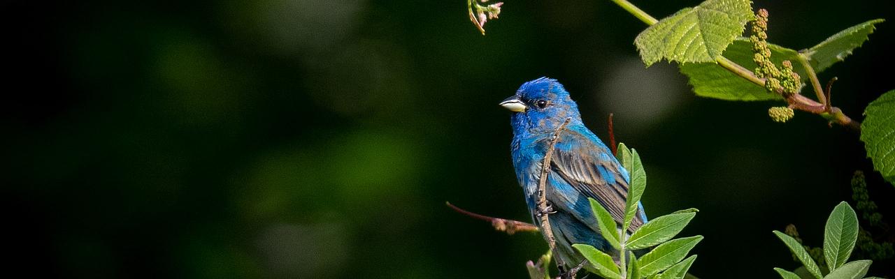 Indigo Bunting, Hugh Simmons; Cape May Spring Migration, Spring Migration Birding and Nature Tour from Naturalist Journeys, Cape May New Jersey Birding