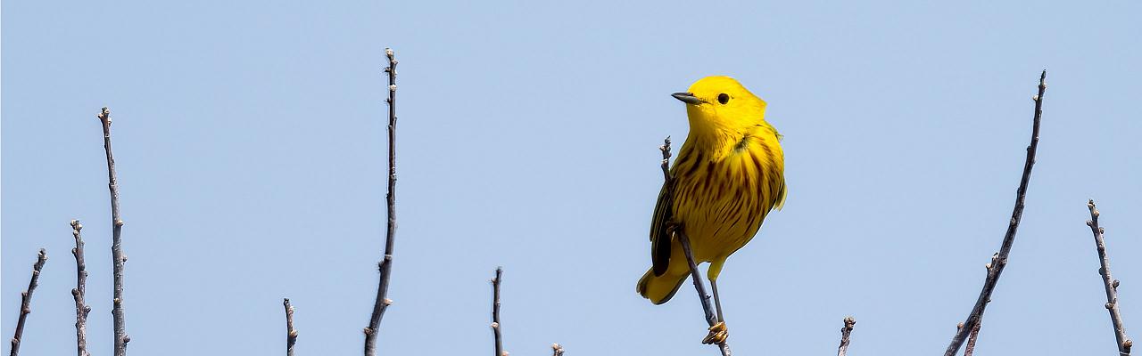 Yellow Warbler, Hugh Simmons; Cape May Spring Migration, Spring Migration Birding and Nature Tour from Naturalist Journeys, Cape May New Jersey Birding