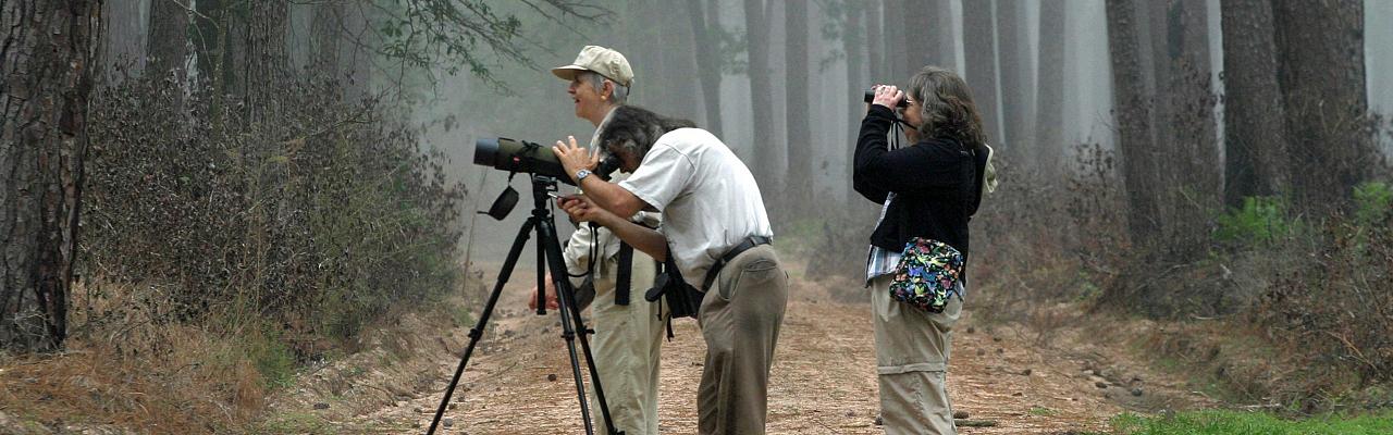 Texas, Texas Coast, Big Thicket, Texas Birding Tour, Spring Migration Tour, Texas Migration Tour, Texas Nature Tour, Naturalist Journeys 