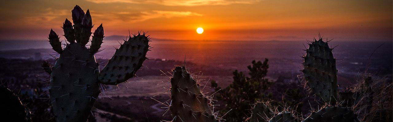 Southern California Birding and Nature Tour in San Diego County, Naturalist Journeys, Anza Borrego State Desert Park, Palomar Mountain State Park, San Elijo Lagoon Ecological Reserve, Torrey Pines State Park, Coast to Cactus Birding and Nature tour