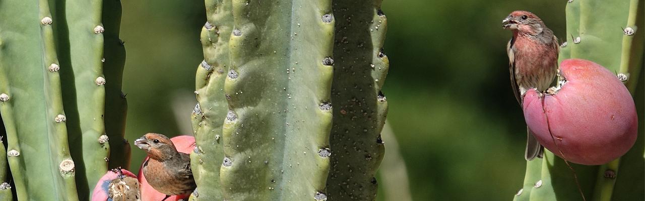 Southern California Birding and Nature Tour in San Diego County, Naturalist Journeys, Anza Borrego State Desert Park, Palomar Mountain State Park, San Elijo Lagoon Ecological Reserve, Torrey Pines State Park, Coast to Cactus Birding and Nature tour