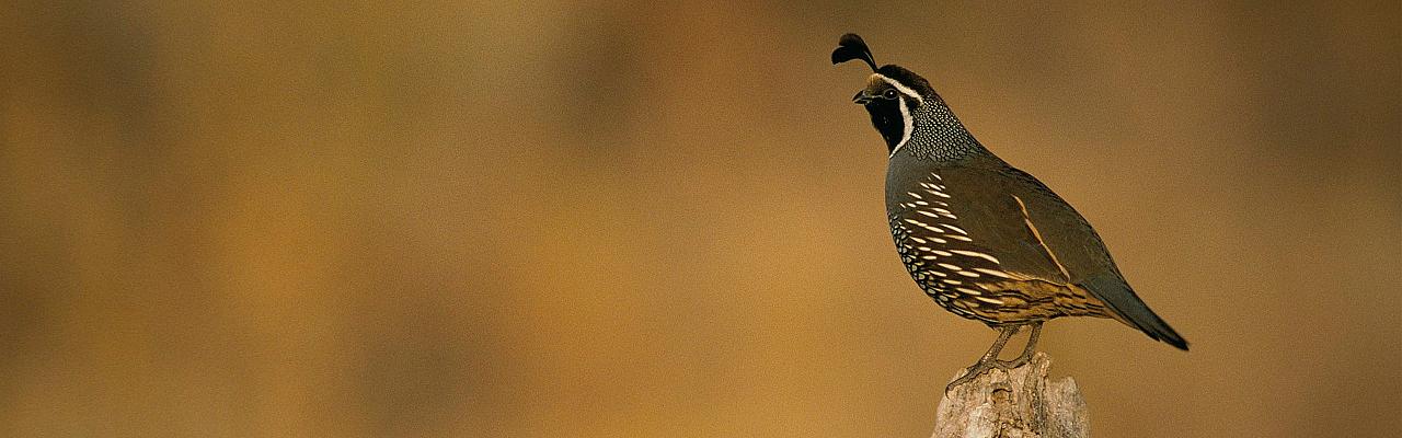 Southern California Birding and Nature Tour in San Diego County, Naturalist Journeys, Anza Borrego State Desert Park, Palomar Mountain State Park, San Elijo Lagoon Ecological Reserve, Torrey Pines State Park, Coast to Cactus Birding and Nature tour