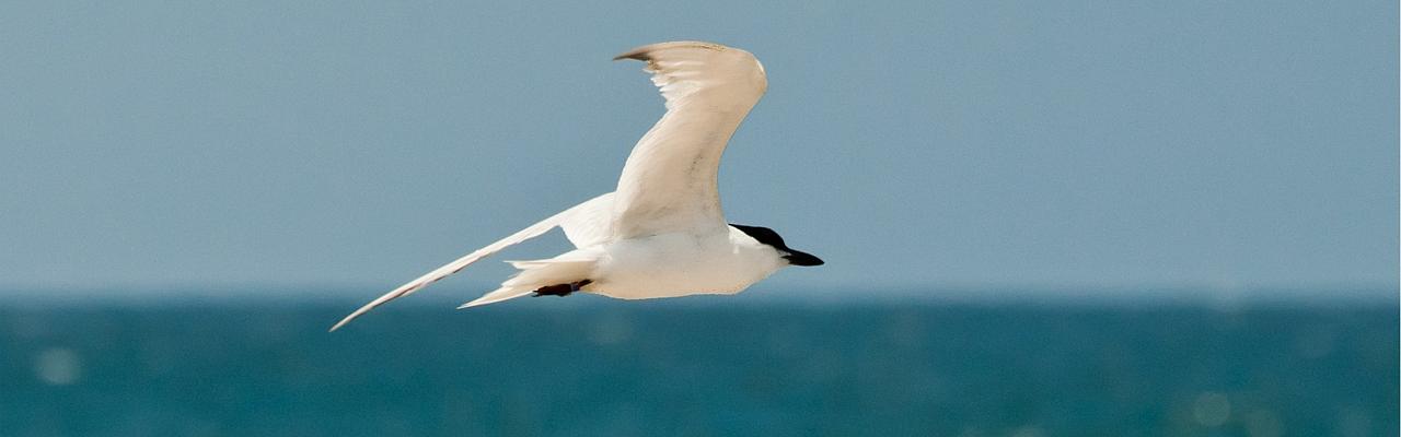 Southern California Birding and Nature Tour in San Diego County, Naturalist Journeys, Anza Borrego State Desert Park, Palomar Mountain State Park, San Elijo Lagoon Ecological Reserve, Torrey Pines State Park, Coast to Cactus Birding and Nature tour