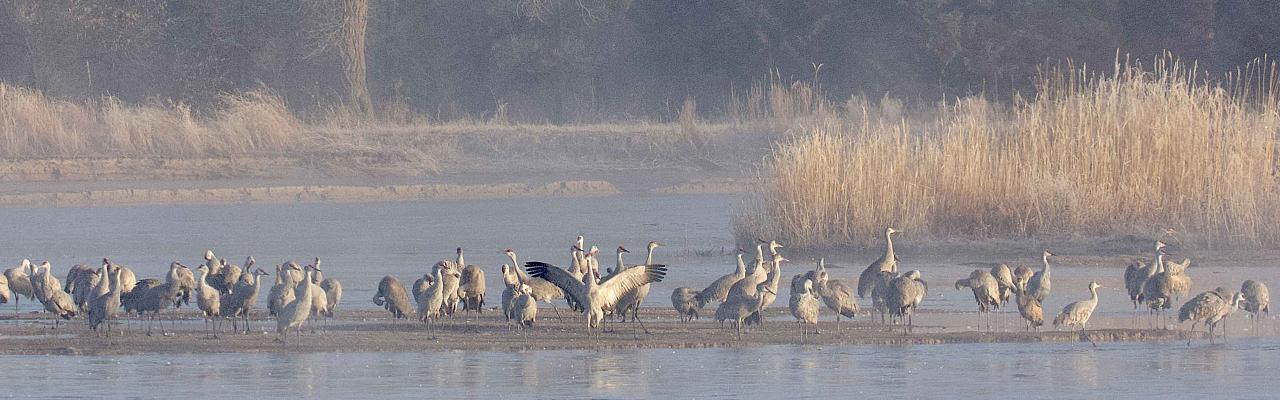 Sandhill Cranes, Sandhill Crane Migration Tour, Platte River, Nebraska, Migration Tour, Naturalist Journeys