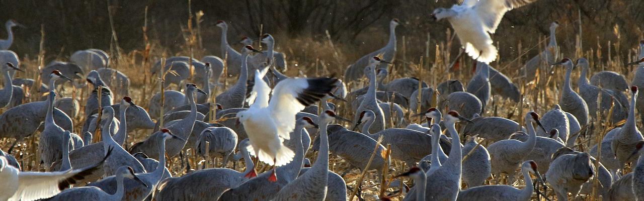 Sandhill Cranes, Snow Geese, Sandhill Crane Migration Tour, Platte River, Nebraska, Migration Tour, Naturalist Journeys