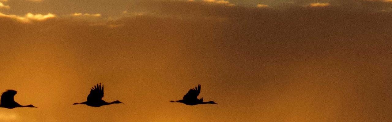 Sandhill Cranes, Sandhill Crane Migration Tour, Platte River, Nebraska, Migration Tour, Naturalist Journeys