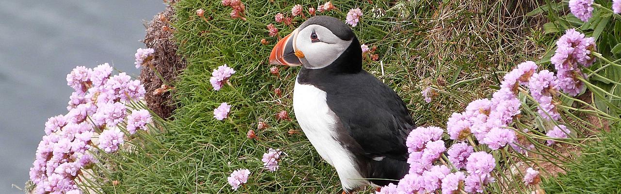 Atlantic Puffin, Scotland, Scotland Nature Tour, Scotland Birding Tour, Naturalist Journeys