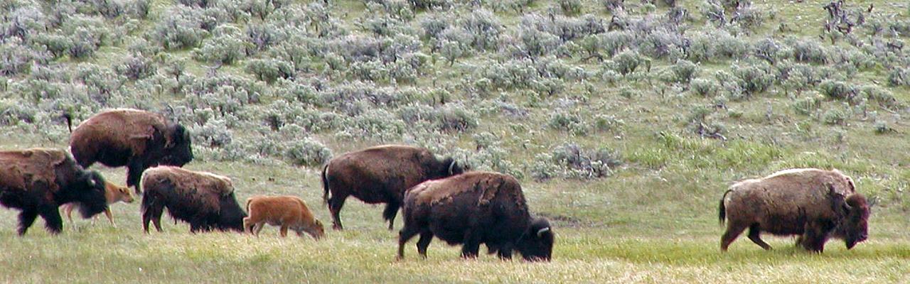 Bison, Yellowstone National Park, Yellowstone Birding Tour, Yellowstone Nature Tour, Yellowstone Wildlife Tour, Naturalist Journeys