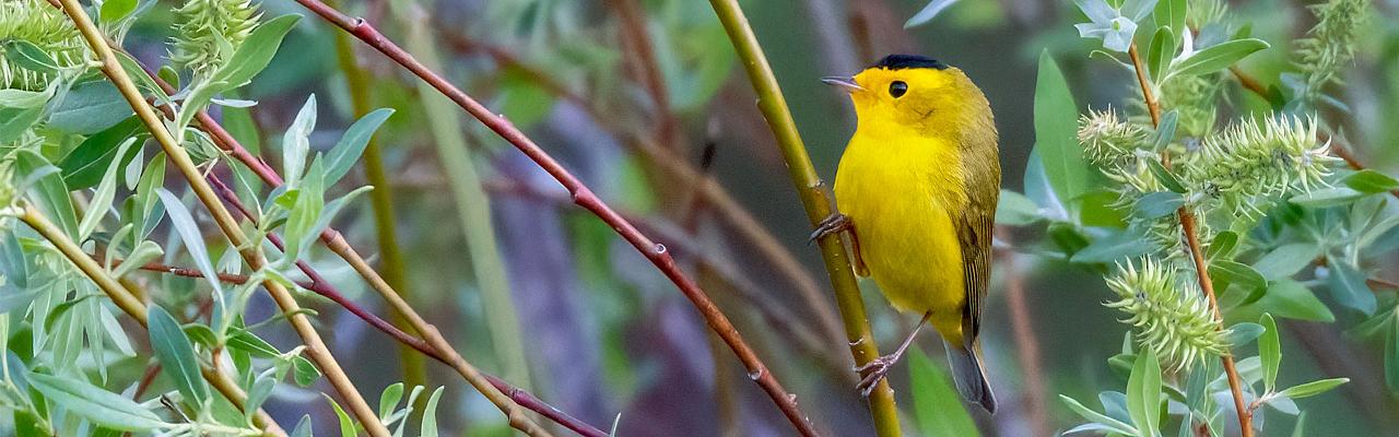 Wilson's Warbler, Yellowstone National Park, Yellowstone Birding Tour, Yellowstone Nature Tour, Yellowstone Wildlife Tour, Naturalist Journeys