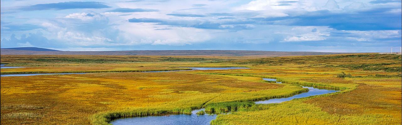 Nome, Birding Alaska, Bird Watching Alaska, Naturalist Journeys, Wildlife Tour, Wildlife Photography, Ecotourism, Specialty Birds, Endemic Birds, Birding Hotspot, Anchorage