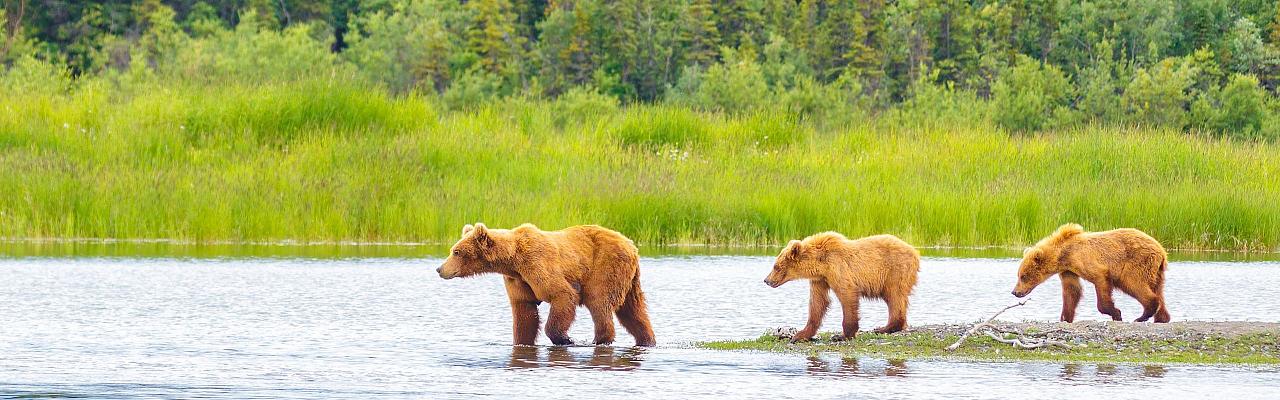 Bear, Birding Alaska, Bird Watching Alaska, Naturalist Journeys, Wildlife Tour, Wildlife Photography, Ecotourism, Specialty Birds, Endemic Birds, Birding Hotspot, Anchorage