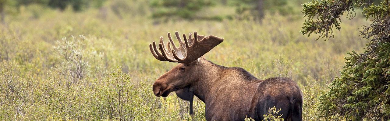 Moose, Birding Alaska, Bird Watching Alaska, Naturalist Journeys, Wildlife Tour, Wildlife Photography, Ecotourism, Specialty Birds, Endemic Birds, Birding Hotspot, Anchorage