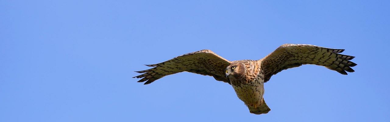 Birding Maine, Bird watching Maine, USA, North America, Acadia National Park, Bar Harbor, Naturalist Journeys, Wildlife Tour, Wildlife Photography, Ecotourism, Specialty Birds, Endemic Birds, Birding Hotspot