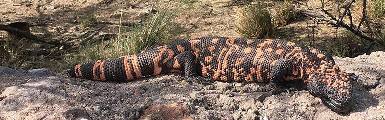 Southeast Arizona, Arizona, Arizona Nature Tour, Arizona Birding Tour, Naturalist Journeys