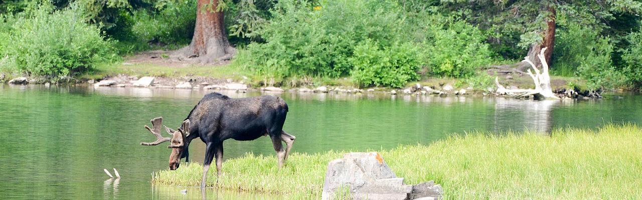 Moose, Isle Royale, Northwoods Nature Tour, Michigan Nature Tour, Naturalist Journeys