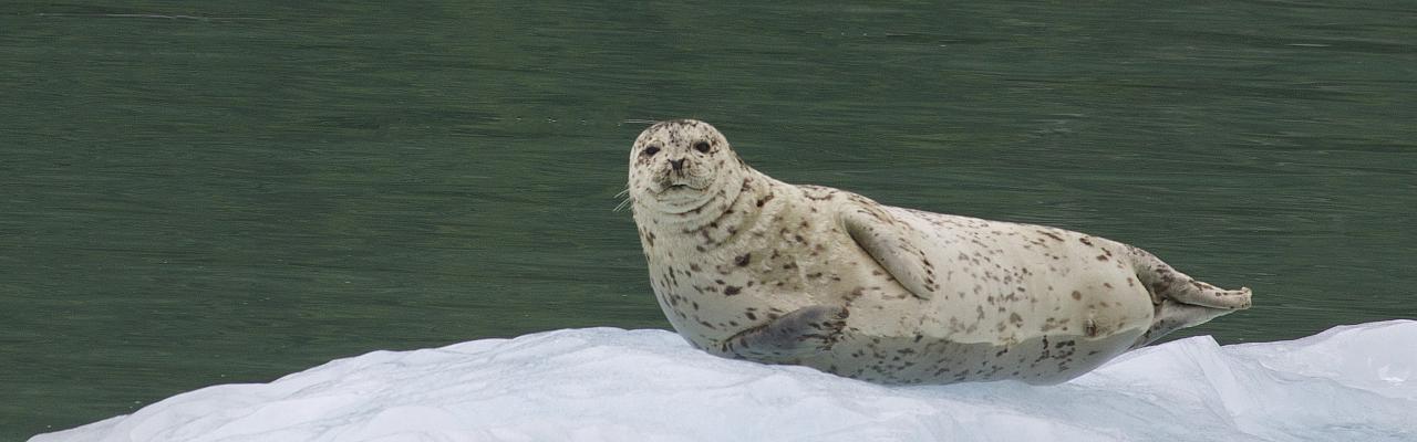 Harbor Seal, Alaska, Alaska Nature Tour, Alaska Birding Tour, Alaska Wildlife Tour, Naturalist Journeys