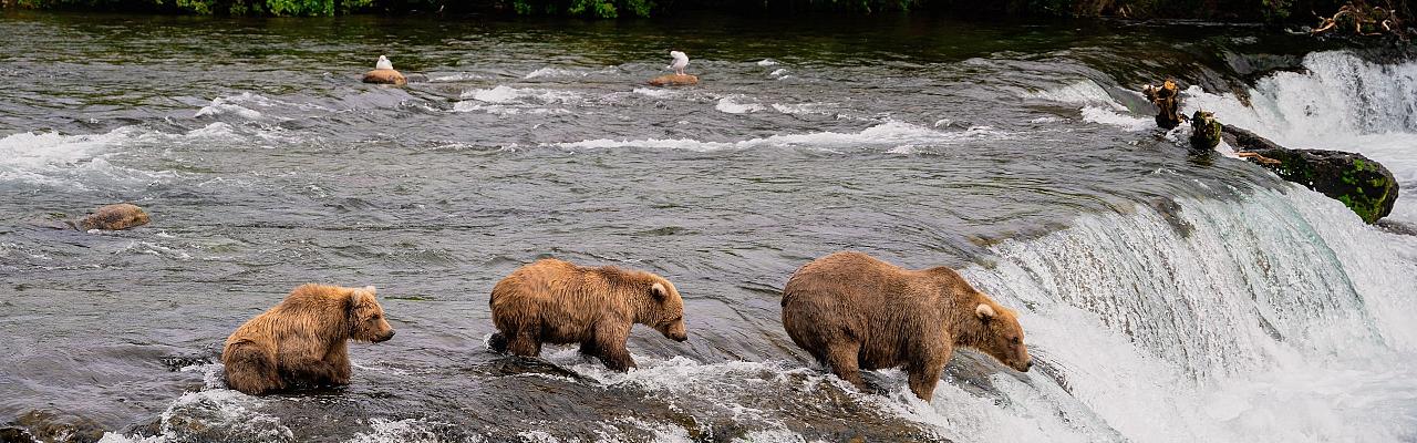 Grizzly Bear, Alaska, Alaska Birding Tour, Alaska Nature Tour, Naturalist Journeys 