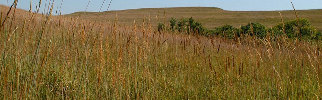 Indian Grass, Kansas, Tallgrass Prairie, Kansas Nature Tour, Tallgrass Prairie Tour, Naturalist Journeys