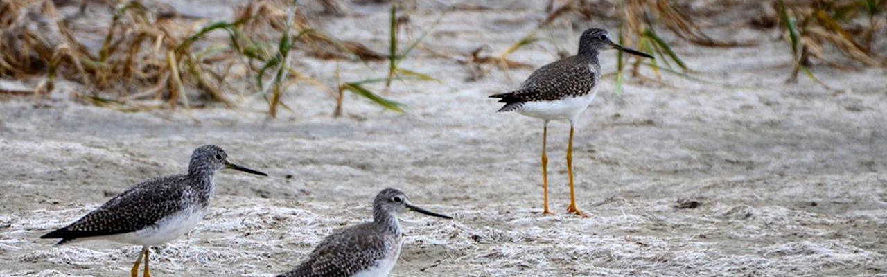 Greater Yellowlegs, Kansas, Tallgrass Prairie, Kansas Nature Tour, Tallgrass Prairie Tour, Naturalist Journeys