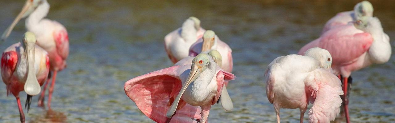 Roseate Spoonbills, Georgia, Little St. Simons Island, Savannah, Georgia Birding Tour, Georgia Nature Tour, Naturalist Journeys