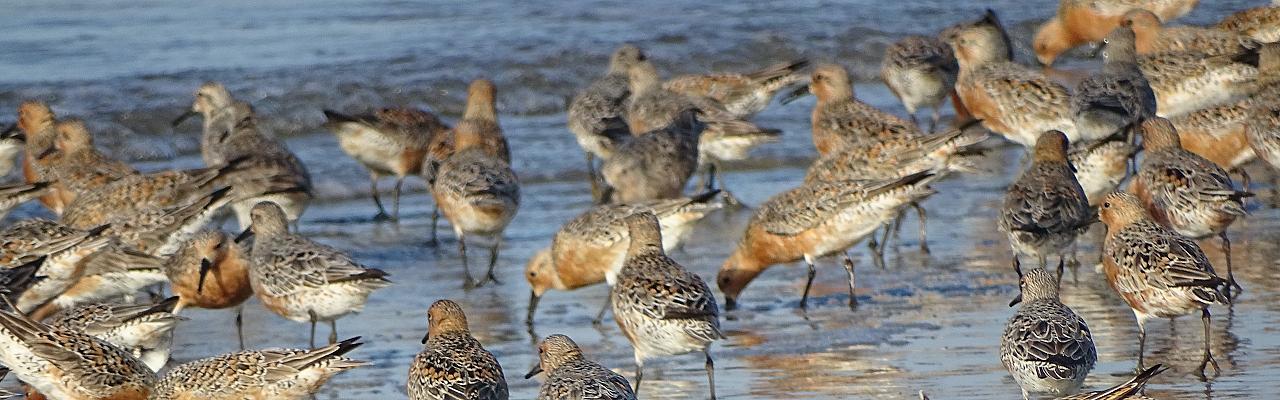 Red Knots, Georgia, Little St. Simons Island, Savannah, Georgia Birding Tour, Georgia Nature Tour, Naturalist Journeys