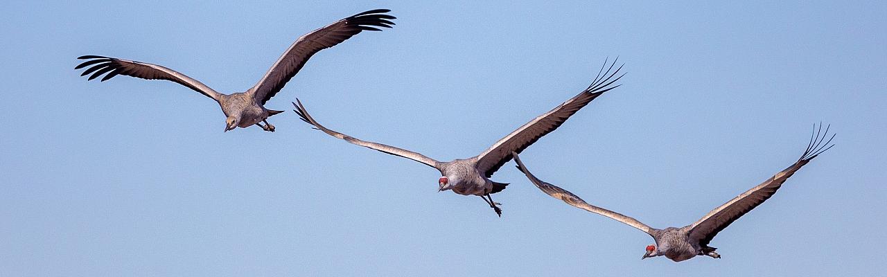 Sandhill Cranes, Southeast Arizona, Arizona, Arizona Nature Tour, Arizona Birding Tour, Naturalist Journeys