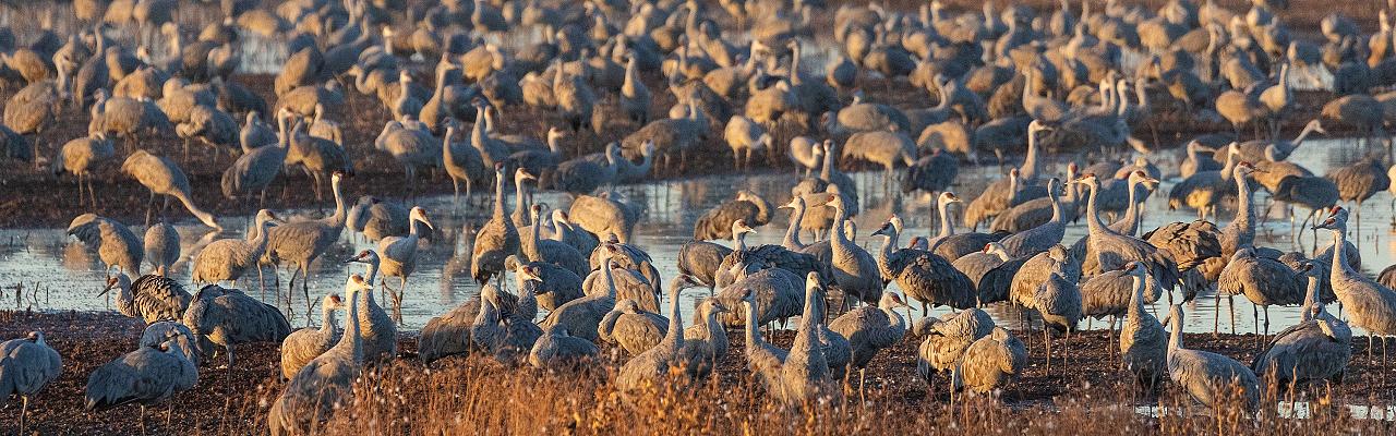 Sandhill Cranes, Southeast Arizona, Arizona, Arizona Nature Tour, Arizona Birding Tour, Naturalist Journeys Photo-Friendly Tour