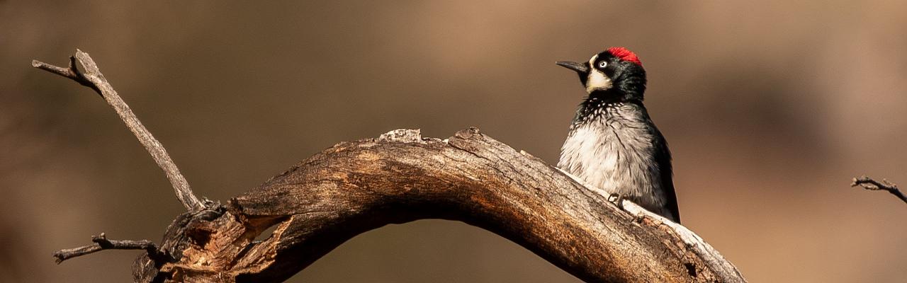 Arizona Birding, Arizona Bird Watching, United States, North American Birds, Naturalist Journeys, Wildlife Tour, Wildlife Photography, Ecotourism, Specialty Birds, Endemic Birds, Birding Hotspot, Sonoran Desert, Tucson