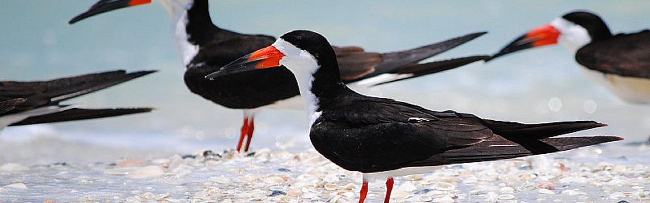 Black Skimmers, Florida, South Florida, Florida Nature Tour, Florida Birding Tour, Naturalist Journeys