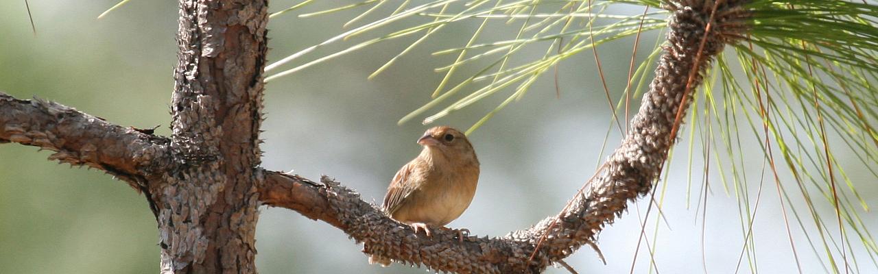 Bachman's Sparrow, Florida, South Florida, Florida Nature Tour, Florida Birding Tour, Naturalist Journeys