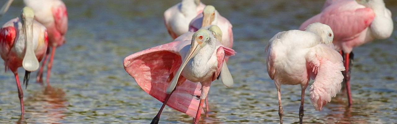 Roseate Spoonbill, Florida, South Florida, Florida Nature Tour, Florida Birding Tour, Naturalist Journeys