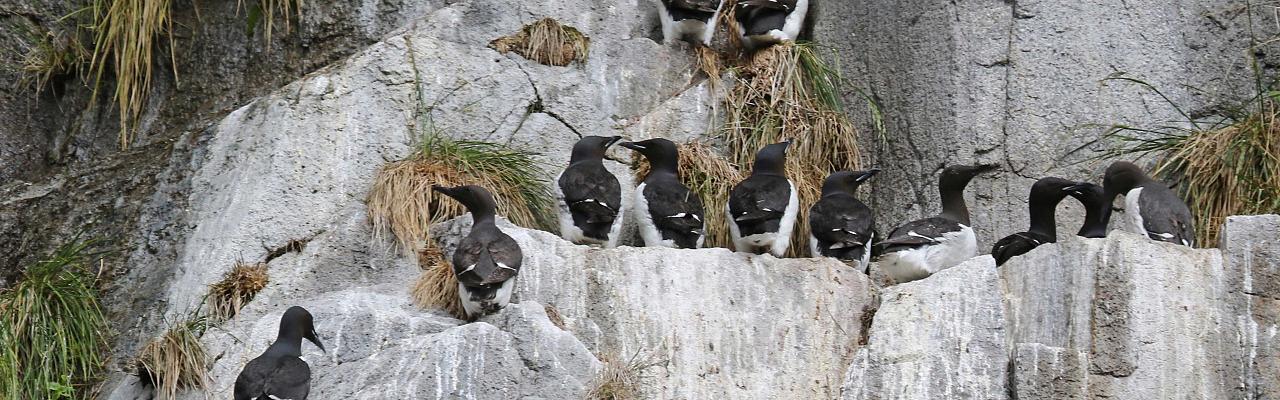 Common Murres, Alaska, Alaska Nature Cruise, Alaska Cruise, Naturalist Journeys