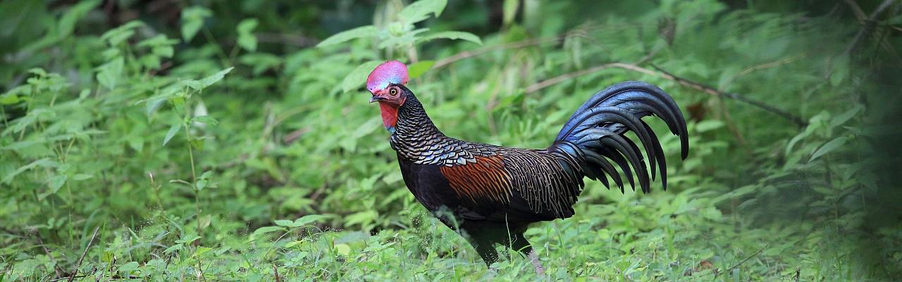 Green Junglefowl, Birding Indonesia, Bird Watching Indonesia, Indonesia, Asia, Birding Asia, Naturalist Journeys, Wildlife Tour, Wildlife Photography, Ecotourism, Specialty Birds, Endemic Birds, Birding Hotspot