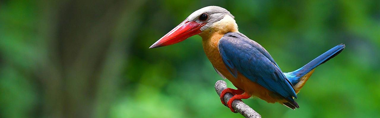 Stork-billed Kingfisher, Birding Indonesia, Bird Watching Indonesia, Indonesia, Asia, Birding Asia, Naturalist Journeys, Wildlife Tour, Wildlife Photography, Ecotourism, Specialty Birds, Endemic Birds, Birding Hotspot