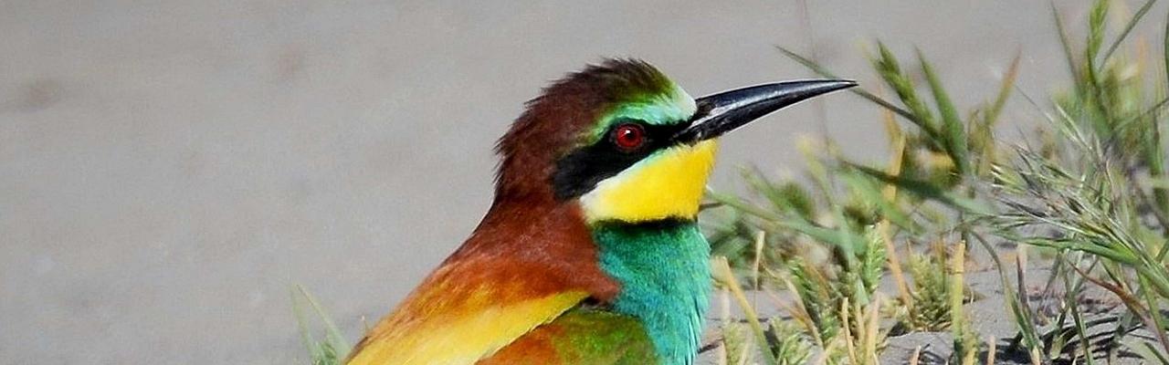 European Bee-eater, Greece, Greece Birding Tour, Greece Nature Tour, Spring Migration Tour, Naturalist Journeys