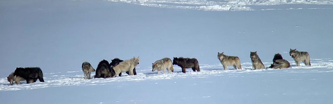 Wolf Pack, Birding Yellowstone, Wolf Watching Yellowstone, National Park, Naturalist Journeys, Wildlife Tour, Wildlife Photography, Ecotourism, Specialty Birds, Yellowstone National Park