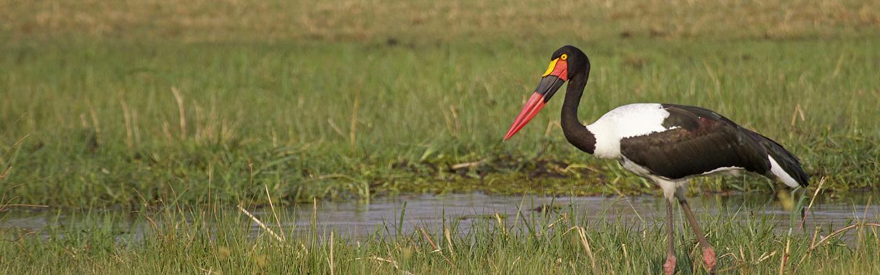 Saddle-billed Stork, Birding Tanzania, Bird watching Tanzania, African birds, Naturalist Journeys, Wildlife Tour, Wildlife Photography, Ecotourism, Specialty Birds, Endemic Birds, Birding Hotspot, Ngorongoro Crater, Arusha National Park