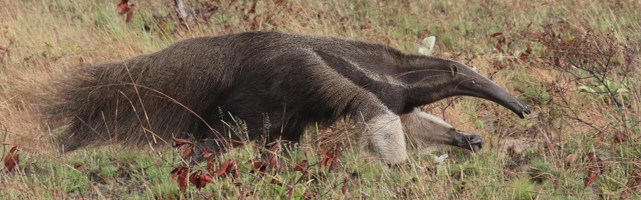 Giant Anteater, Guyana, Guyana Nature Tour, Guyana Birding Tour, Guyana Wildlife Tour; Naturalist Journeys