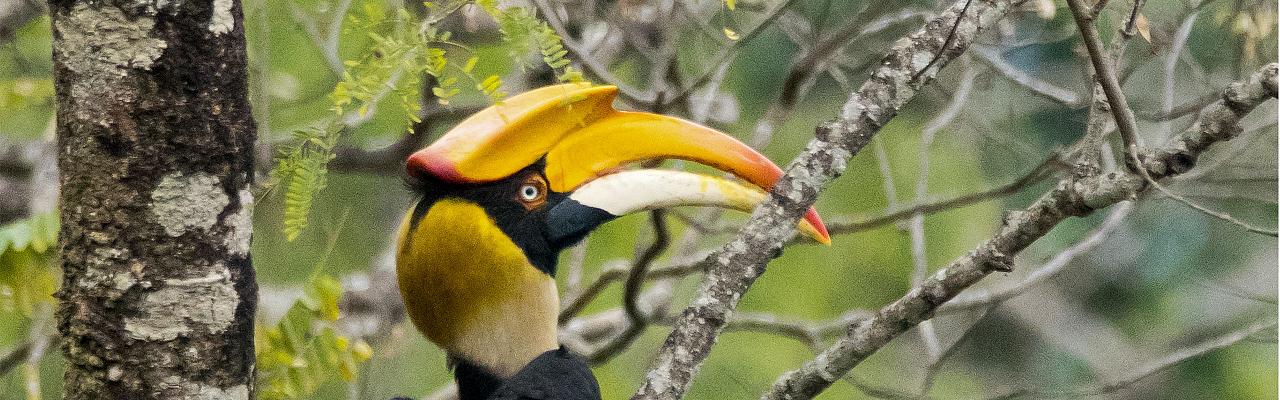 Female Great Hornbill Debrup Chakraborty, CC Bhutan Birding and Nature Tour, Bhutan Wildlife Tour, Naturalist Journeys Bhutan Birding and Wildlife Tour